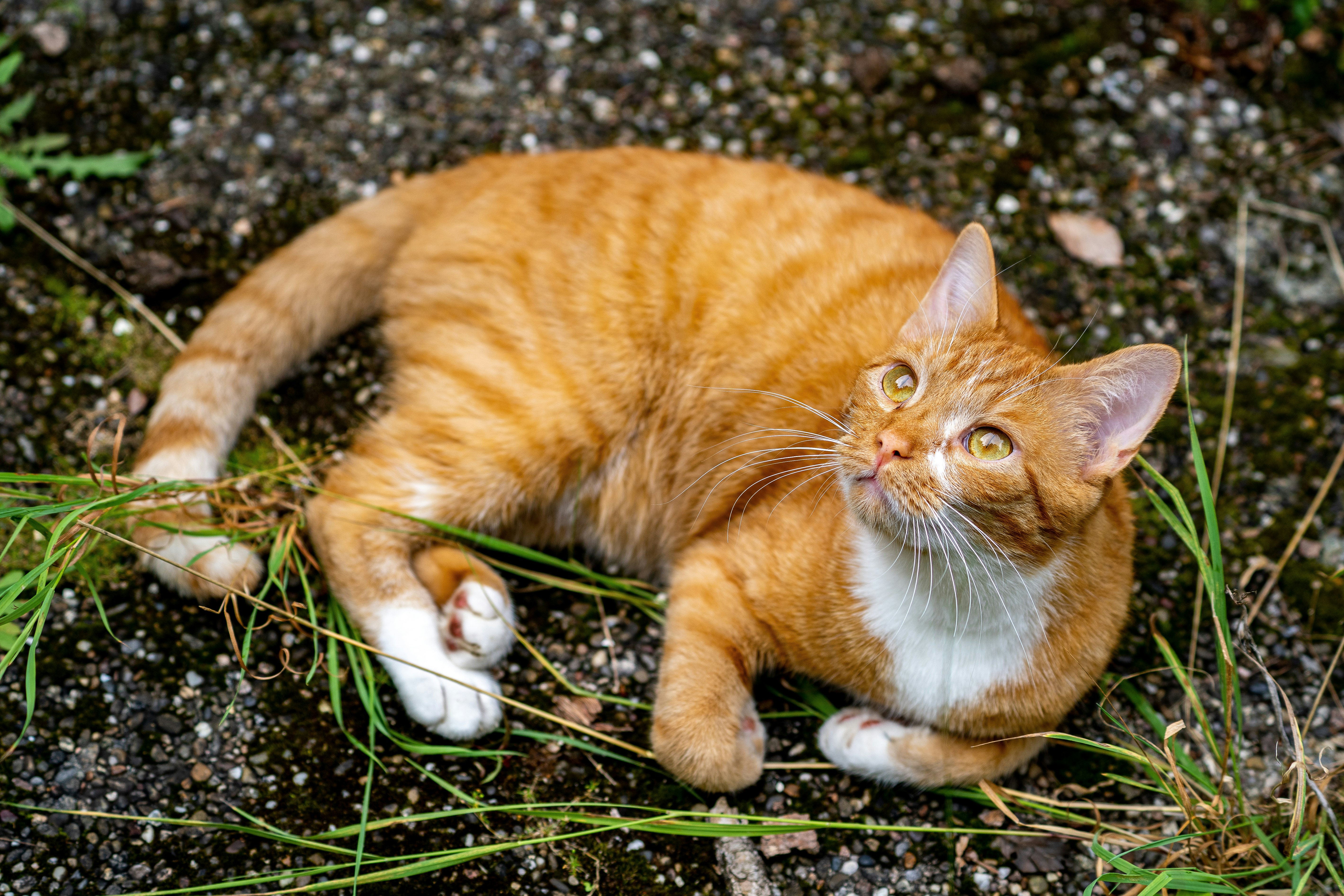 orange tabby cat lying on ground